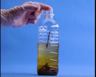 Placez des clous rouillés dans une bouteille en plastique et vous verrez ce que vous pouvez faire