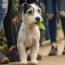 Un chien errant dépose une feuille dans un magasin tous les matins – un jour, le propriétaire du magasin la suit