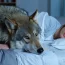 Une femme pensait pouvoir dormir en toute sécurité avec son loup apprivoisé chaque nuit, jusqu’à ce que le vétérinaire lui révèle une vérité surprenante.